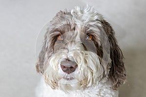 An adult labradoodle portrait.