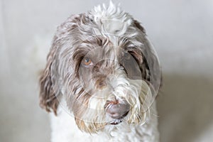 An adult labradoodle portrait.