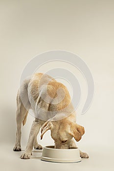 Adult labrador eating dog food. Studio shot and white background.