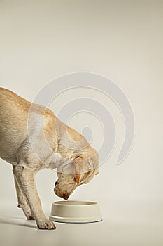 Adult labrador retriever looking at bowl waiting for food