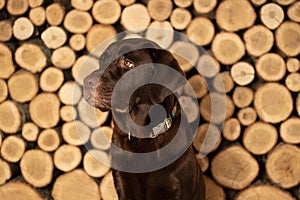 Adult labrador sitting on the floor in the studio on a wooden background