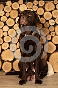 Adult labrador sitting on the floor in the studio on a wooden background
