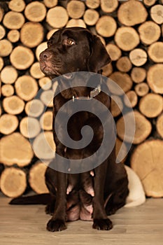 Adult labrador sitting on the floor in the studio on a wooden background