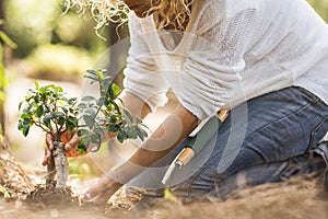 Adult lady plant a new tree on the ground in the forest - no deforestation and save planet concept - environment and gardening