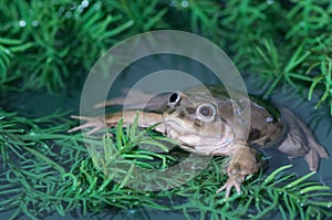 Lake titicaca frog photo