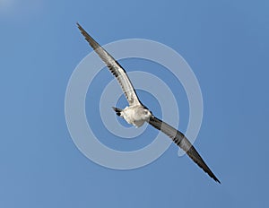 Adult Laughing Gull flying through the sky at the Flamingo Visitors Center in Florida.