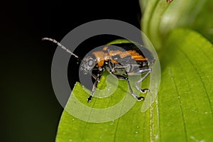 Adult Leaf Beetle