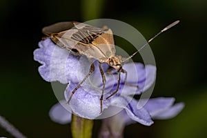 Adult  Leaf-footed Bug