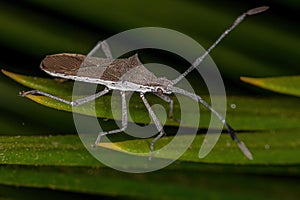 Adult Leaf-footed Bug