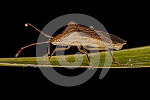 Adult Leaf-footed Bug