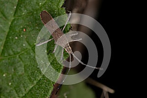 Adult leaf-footed bug