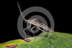 Adult Leaf-footed Bug