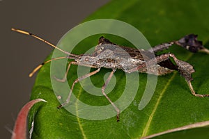 Adult Leaf footed Bug