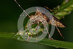 Adult Leaf-footed Bug