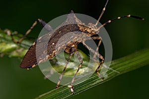 Adult Leaf-footed Bug