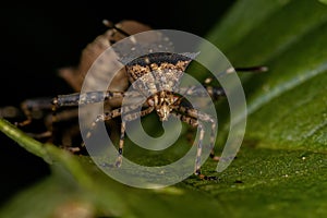 Adult Leaf-footed Bug