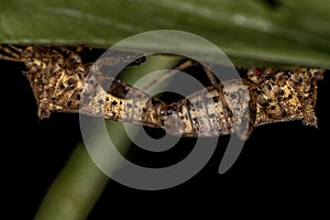 Adult Leaf-footed Bug