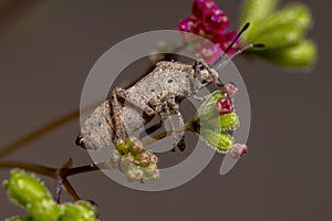 Adult Leaf-footed Bug