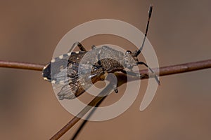 Adult Leaf-footed Bug