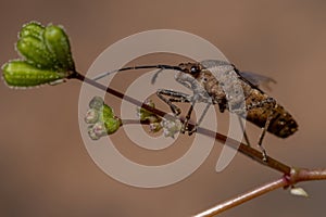 Adult Leaf-footed Bug