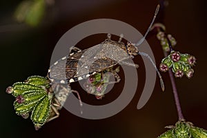 Adult Leaf-footed Bug