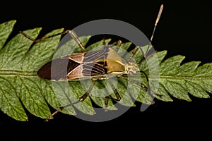 Adult Leaf-footed Bug