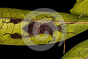 Adult Leaf footed Bug