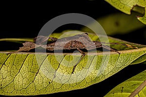Adult Leaf footed Bug
