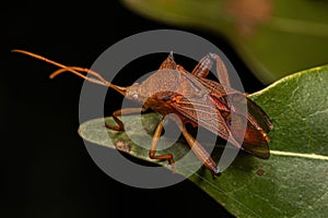 Adult Leaf-footed Bug