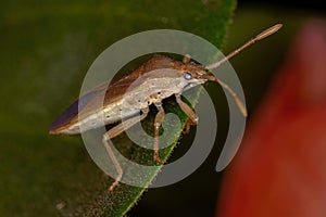 Adult Leaf-footed Bug