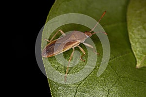 Adult Leaf-footed Bug