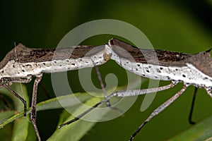 Adult Leaf-footed Bugs coupling
