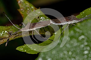 Adult Leaf-footed Bugs coupling