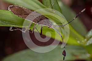 Adult Leaf-footed Bugs coupling