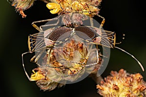 Adult Leaf-footed Bugs