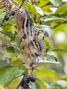 Adult Least Chipmunk Feeding On Serviceberries