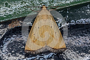 Adult Lemon Moth