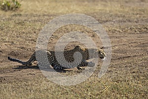 Adult leopard flat on ground stalking pray in Masai Mara Kenya