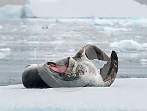 Adult Leopard Seal lying on ice, yawning and scratching, Antarctic Peninsula
