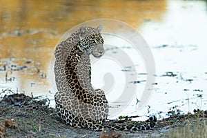 Adult leopard sitting at the edge of water looking alert in Khwai Okavango Botswana