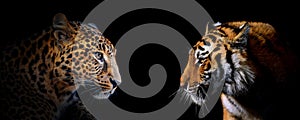 Adult leopard and tiger portrait. Animal on dark background