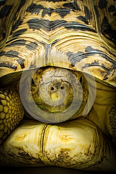 An adult leopard tortoise Stigmochelys pardalis close up.