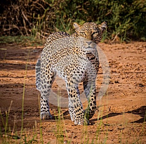 Adult leopard walks through Samburu area in Kenya