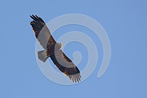 Adult Lesser spotted eagle Clanga pomarina flies in blue sky during spring migration season