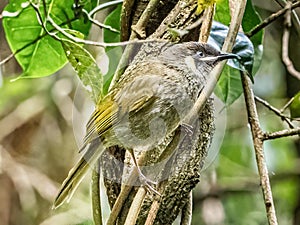 Adult Lewin's Honeyeater