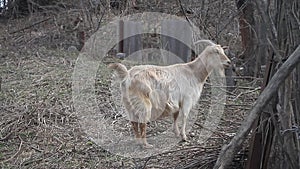 Adult light goat with long hair and curved horns pokes on the background of wattle