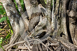 An Adult Limpkin in Corkscrew Swamp Florida
