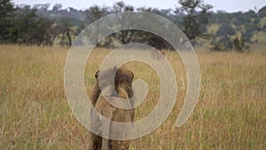 Adult Lion aka Panthera Leo Looking At His Male Opponent in African Savanna