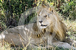 Adult lion with an injured face, Maasai Mara National Reserve, Kenya