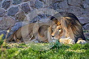 adult lion lying on the grass in a zoo